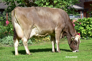 Mère du taureau Nanda. Photo: Esra naturel.