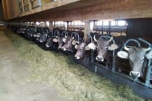 Dans l'aire d'alimentation de la nouvelle stabulation libre.  Photo: famille Anderegg-Walther