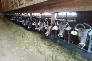 Dans l'aire d'alimentation de la nouvelle stabulation libre. Photo: famille Anderegg-Walther