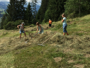 Faire les foins à la montagne. Photo: Famille Schletti