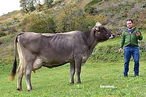 Mère du taureau Alibaba JASMIN. Photo: Esra Naturel