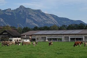 Le pâturage des vaches devant l'étable. Photo: Famille Gstöhl.