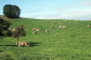 Le troupeau OB sur le pâturage proche de la ferme. Photo: Famille Biegger