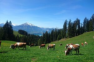 L'alpage Züsensegg de la famille Kämpf.