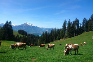 L'alpage Züsensegg de la famille Kämpf.
