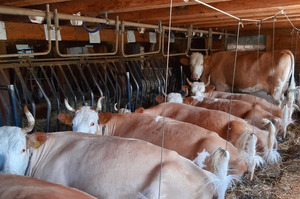 Étable à vaches. Photo: Famille Dubach