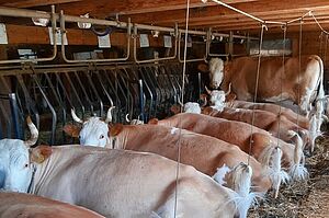 Étable à vaches. Photo: Famille Dubach