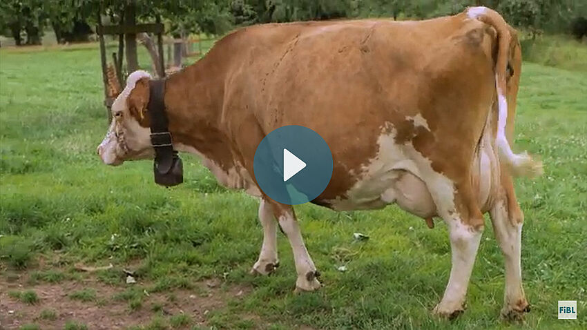 Vache sur une prairie; icon pour démarrer le film