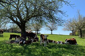 Le troupeau de la ferme Lehenhof. Photo: Famille Braun