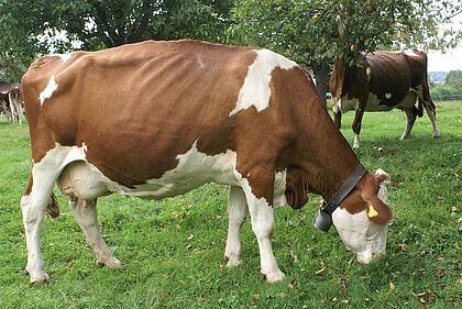 Savanna, la mère du père de Caro à l'âge de 14 ½ ans, en 13ème lactation. Photo: Hans Braun