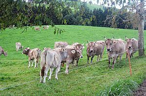 Jeunes bovins et vaches taries. Photo : Famille Biegger