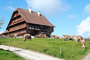 Pâturage de vaches près de la maison.  Photo: famille Weingartner