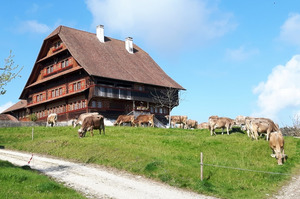 Pâturage de vaches près de la maison. Photo: famille Weingartner