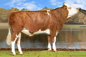 [Translate to Französisch:] Enyo. Foto: KeLeKi, Swissgenetics