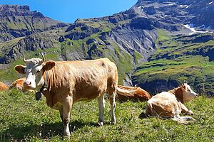 Les bovins sur le Alp "Bund". Photo famille Dubach 