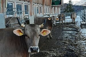 Le troupeau de vaches.  Photo: famille Anderegg-Walther