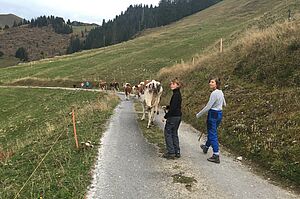 Descent de l'alpage. Photo: Famille Schletti