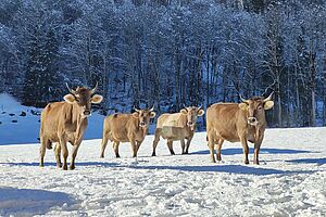 [Translate to Französisch:] Kühe auf der Winterweide. Foto: Familie Hefti.