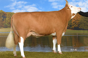 Vache Cyrill Bonita.