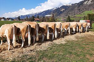 Exposition de la ferme à Reichenbach. Photo : Famille Dubach