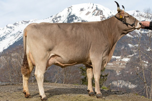 Mère du taureau Rivaldo ULLA. Photo: Hr. Lauper