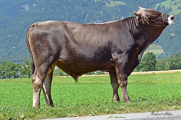 Brown Swiss Stier