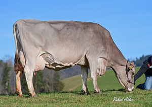 Brown Swiss Kuh am grasen