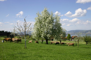 Pâturage de vaches au printemps. Photo: famille Weingartner