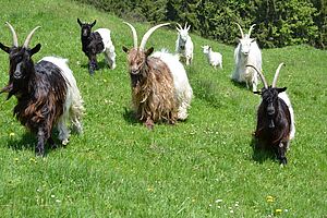 Troupeau de chèvres de la famille Siegenthaler à Schangnau. Photo: Famille Siegenthaler