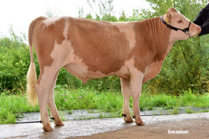 Brisago Firmin. Photo: Esra naturel