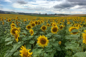 blühende gelbe Sonnenblumen auf dem Feld