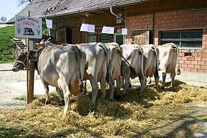 Cette famille d'élevage est issue de l'arrière-arrière-grand-mère de Titano. Photo : famille Weingartner