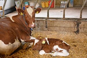 Une vache et son veau sur l’exploitation de la famille. Photo: Famille Siegenthaler