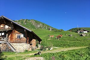 Sur l'alpage. Photo: Famille Schletti