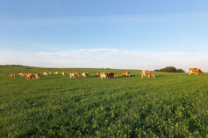 im Vordergrund grüne Wiese, im Hintergrund die weiss braun gefleckte Kuhherde