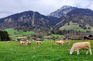 Pâturage de printemps à Reichenbach. Photo : Famille Dubach