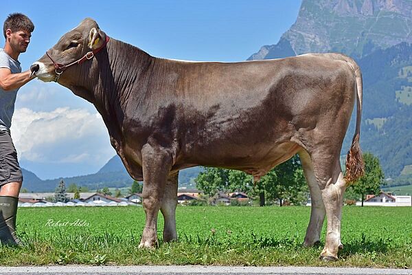 Brown Swiss Stier