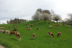 Des vaches dans le pâturage de la famille Jegge. Photo: Stefan Jegge.