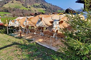 Exposition de la ferme à Reichenbach. Photo : Famille Dubach