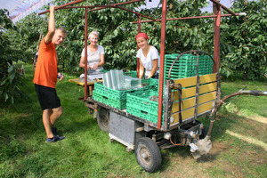 Lors de la récolte des cerises. Photo: famille Weingartner