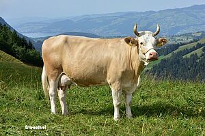 Mère du taureau Florin Finetti. Photo: Esra naturel