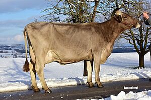 Mère du taureau Silverstar Samba. Photo: Esra naturel